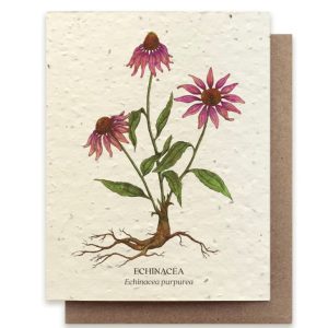 Echinacea Plantable Card