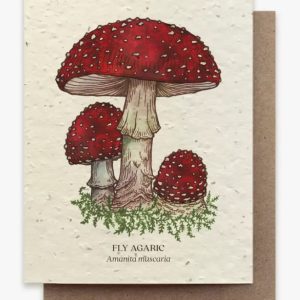 Fly Agaric Mushroom Plantable