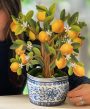 Lemon Blossom Tree Pop Up Card