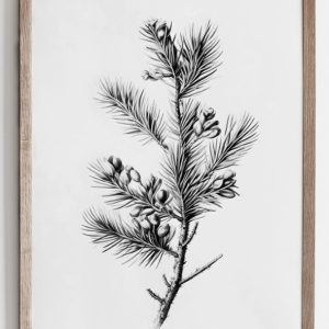 Pine Branch Art Print-S