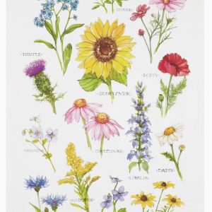 Field Guide Wildflower Print